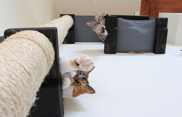 Звериная мебель: как обустроить в квартире жилплощадь для котиков