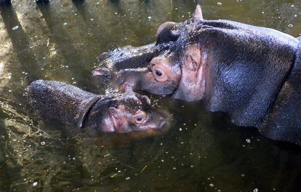 В Калининградском зоопарке на свет появился детеныш бегемота
