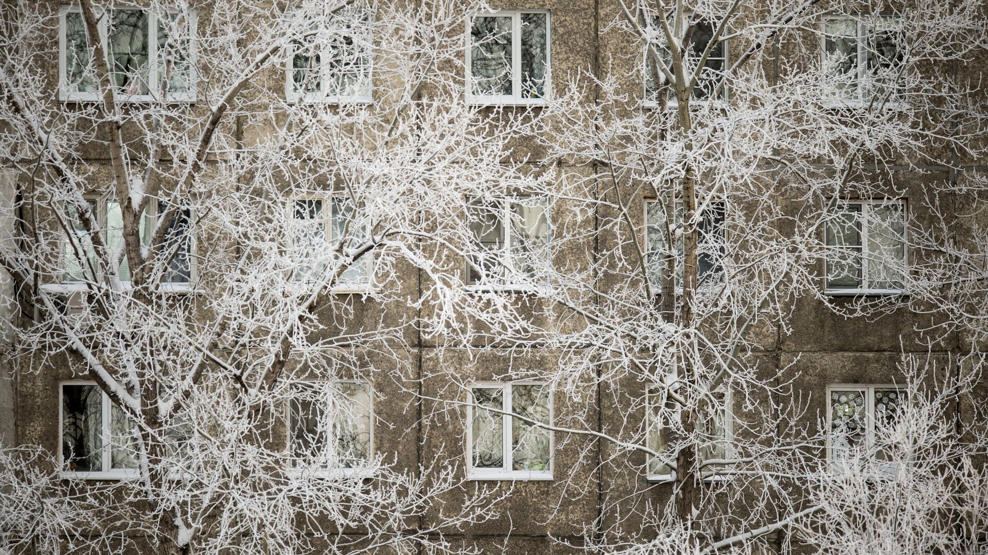 Покрытые инеем ветки деревьев у жилого дома - РИА Новости, 1920, 09.03.2021
