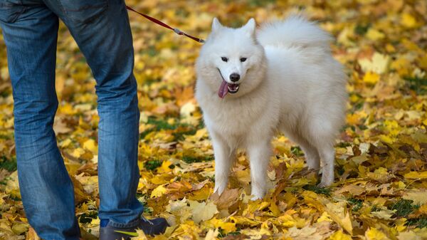 Собака и её хозяин гуляют в осеннем парке