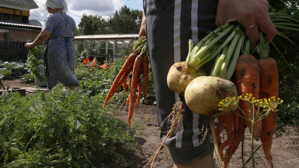 Врач рассказала о пользе ботвы репы в лечении болезни Альцгеймера