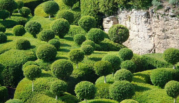 Куст с формами: как украсить сад топиариями