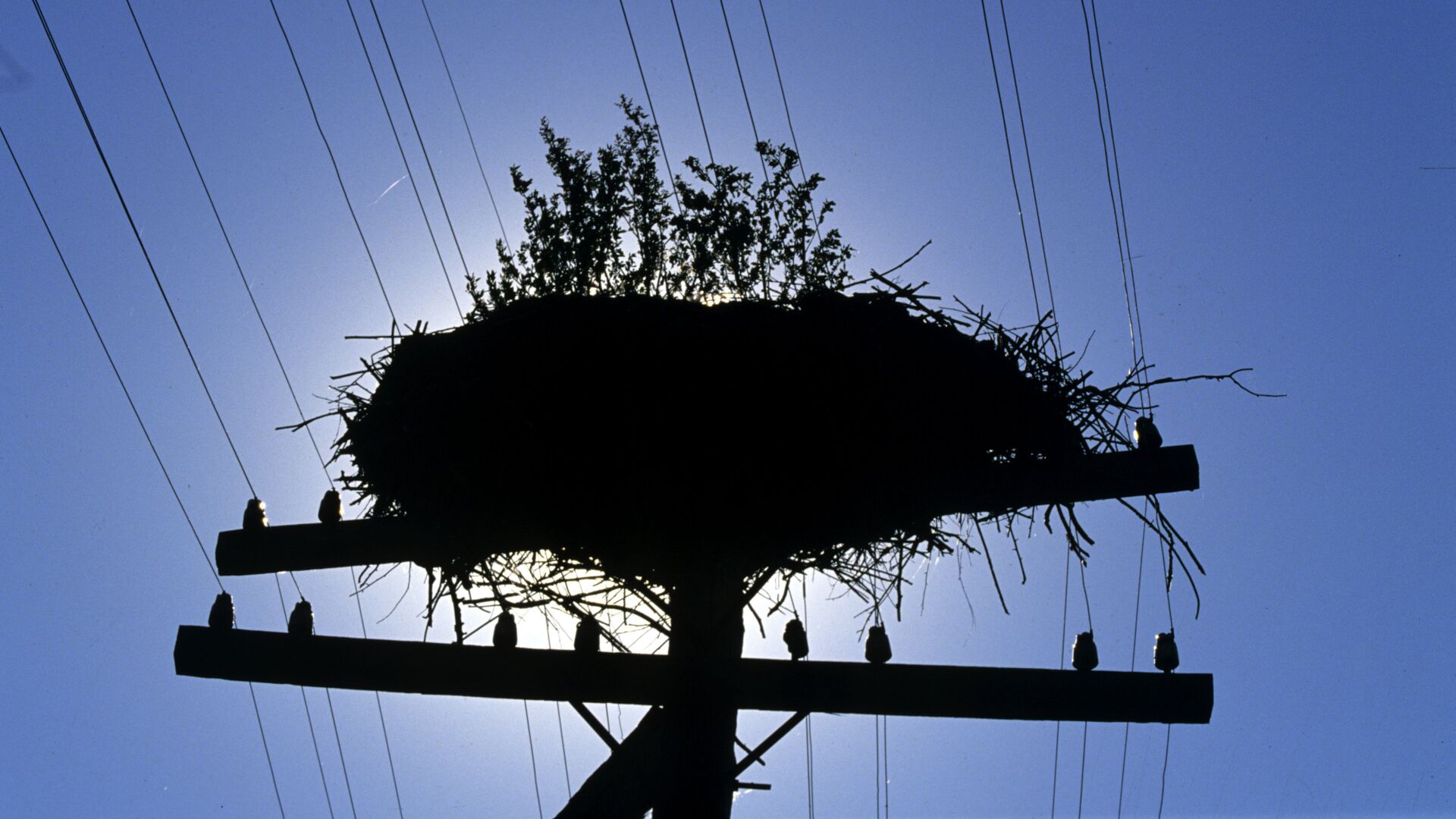 Брошенное гнездо аиста в деревне Чудяны - РИА Новости, 1920, 15.08.2017