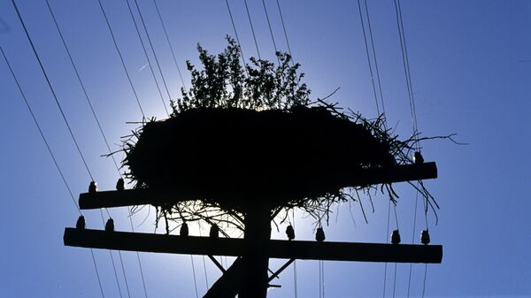 Брошенное гнездо аиста в деревне Чудяны
