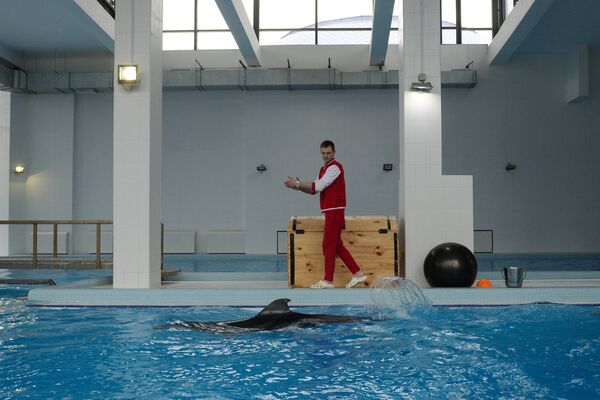 Инструктор во время работы с дельфином-афалина