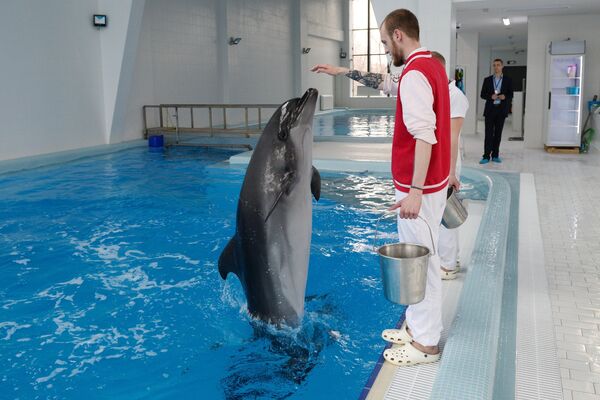 Инструктор во время работы с дельфином-афалина