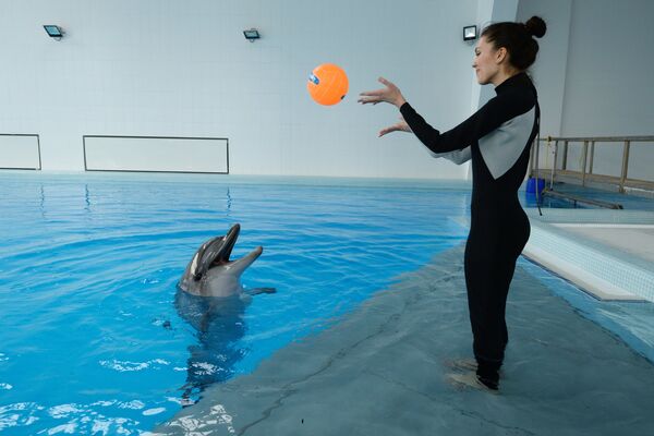 Девушка во время сеанса плавания с дельфином
