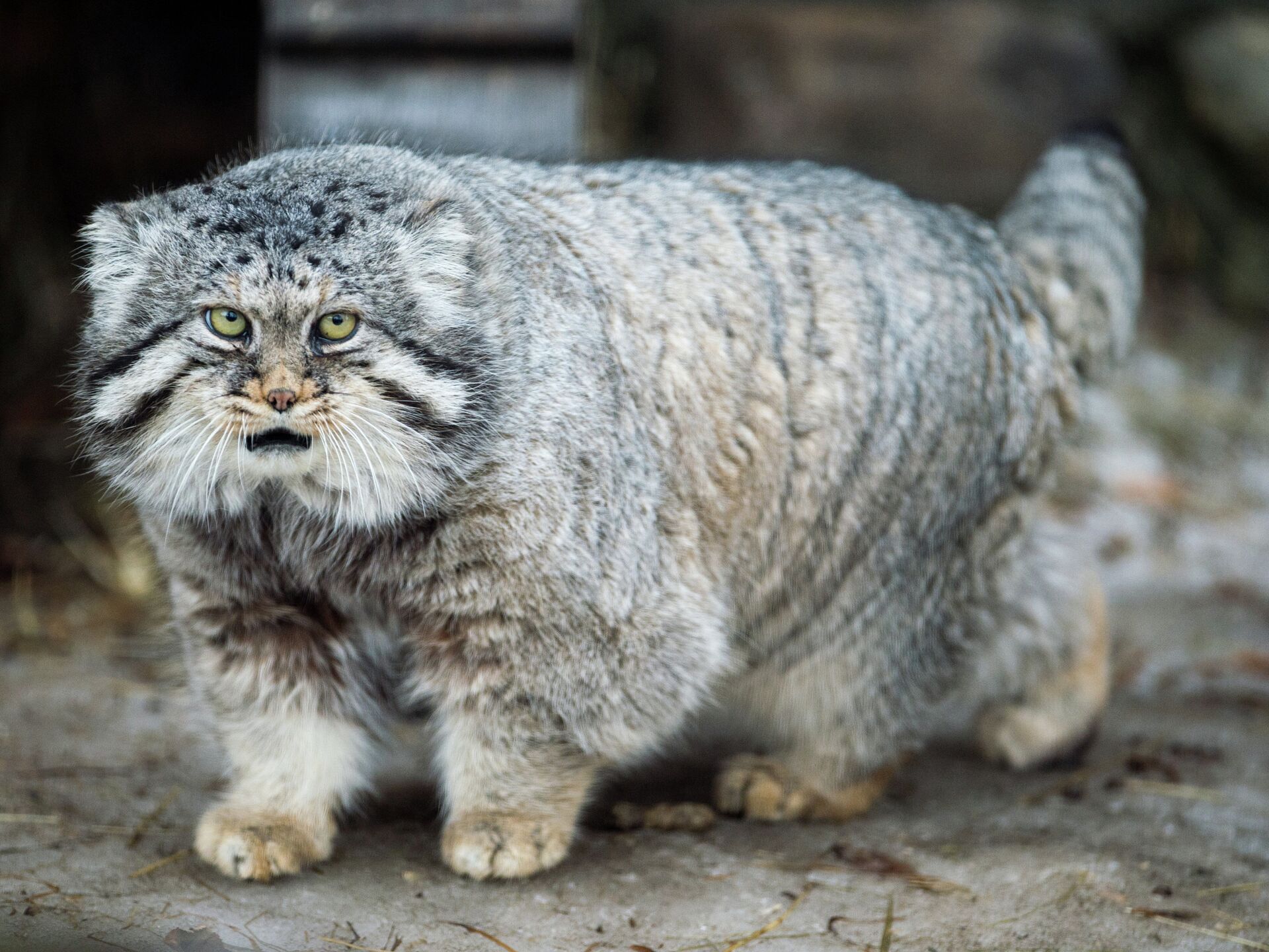 Манул тимоша. Сибирский дикий кот Манул.