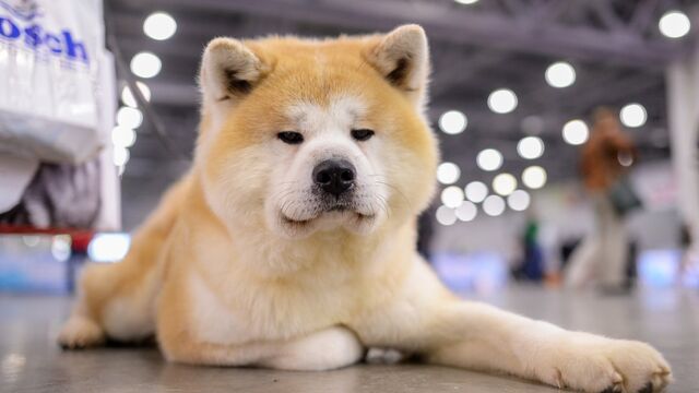 Акита-ину – порода собак из Японии. Описание и фото японской акита-ину