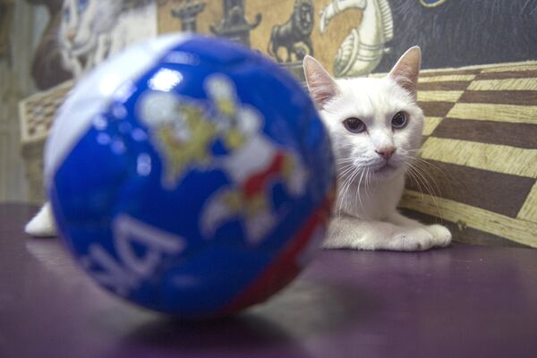 Эрмитажный кот-оракул Ахилл, работающий в Эрмитаже