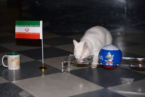 Эрмитажный кот-оракул Ахилл предсказал победу сборной Ирана