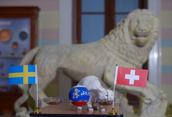 Кот Ахилл предсказал победу сборной Швейцарии над сборной Швеции в матчем ЧМ-2018 по футболу