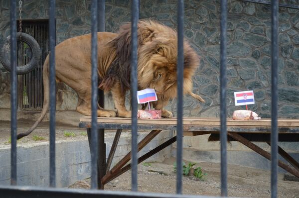 Лев Лорд в Сахалинском зоопарке