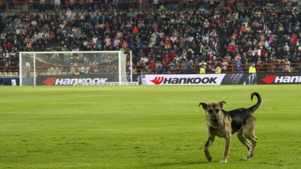Собака на футбольном поле
