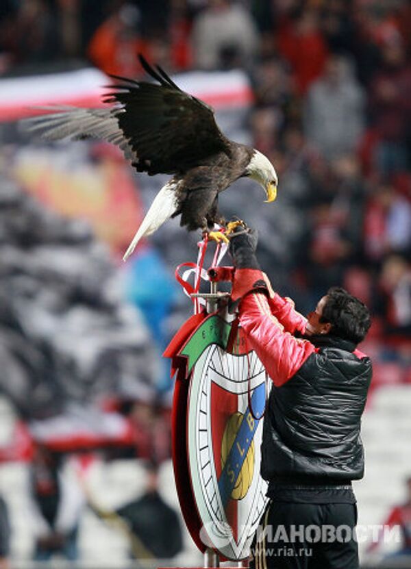 Орел, символ футбольного клуба Бенфика