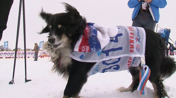 Тысячи спортсменов и собака Чуча преодолели центральную трассу Лыжни России