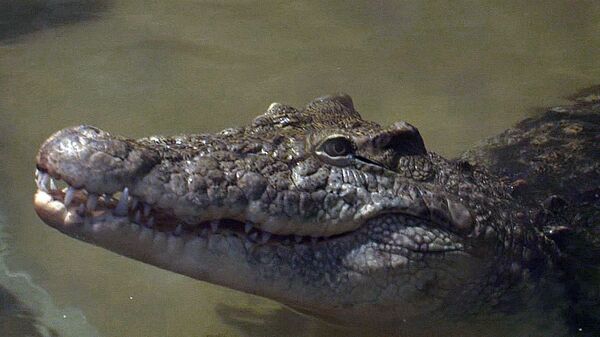 Крокодил Йо-Йо, лемуры и мармозетки - кто развлекает гостей ОИ в зоопарке Сочи
