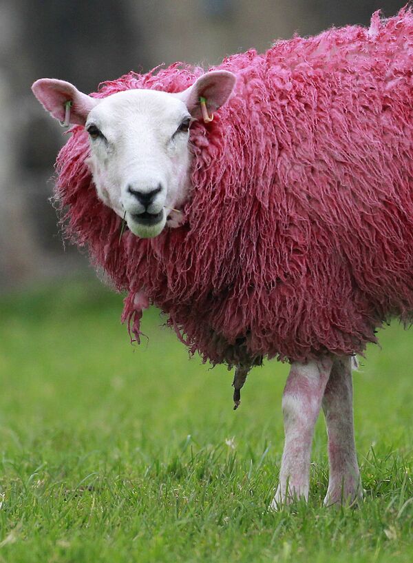 Розовая овца