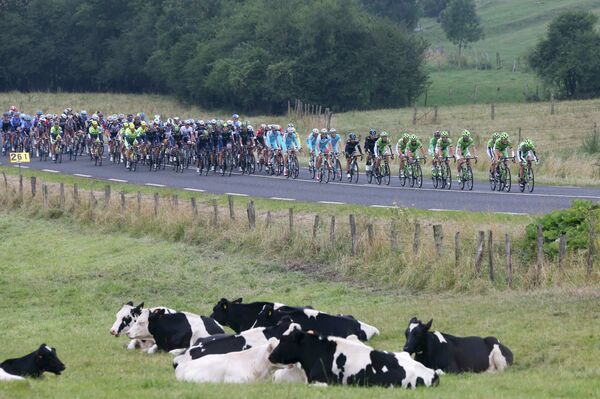 Коровы пасутся возле дороги, по которой следует группа велогонщиков во время седьмого этапа Тур де Франс