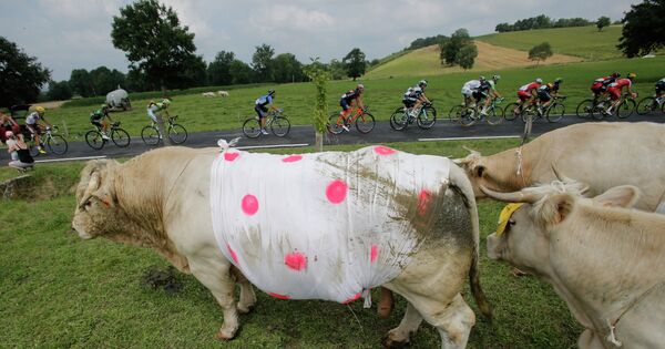 Группа лидеров проезжает мимо быков, облаченных в цвета майки горного короля велогомногодневки во время восемнадцатого этапа Тур де Франс