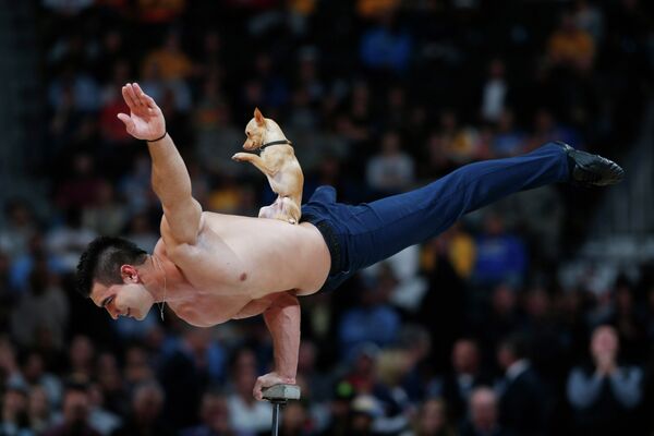 Гимнаст Кристиан Стойнев ,балансирует на одной руки во время показательного выступления
