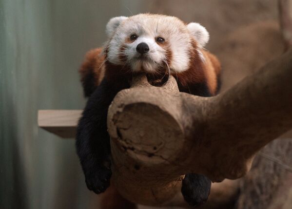 Самка красной панды появилась в Московском зоопарке