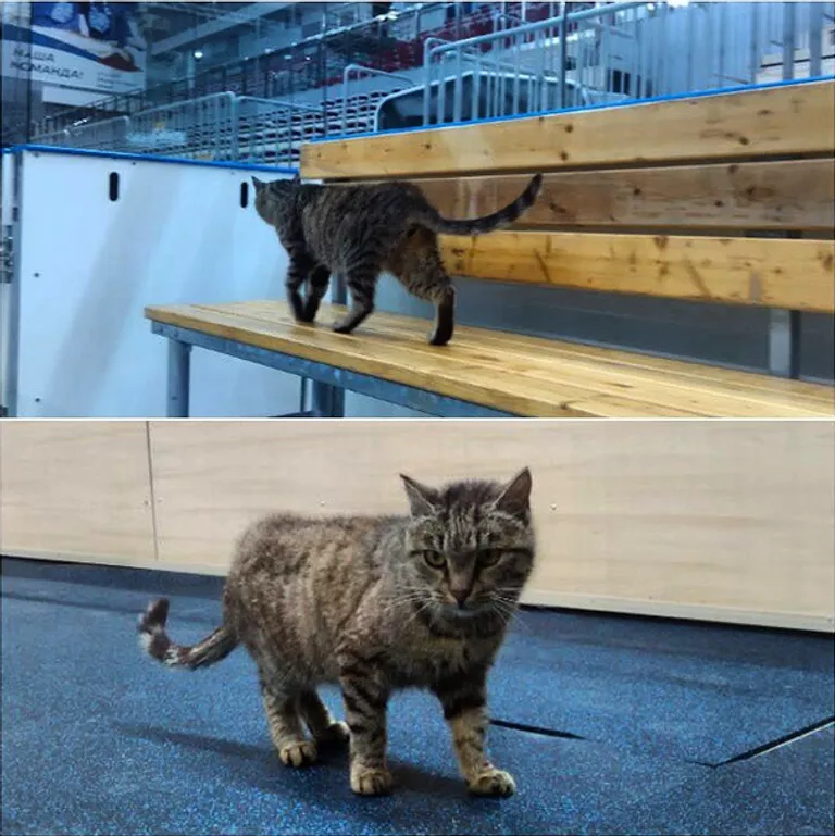 Кошка Матроска Кошка Матроска