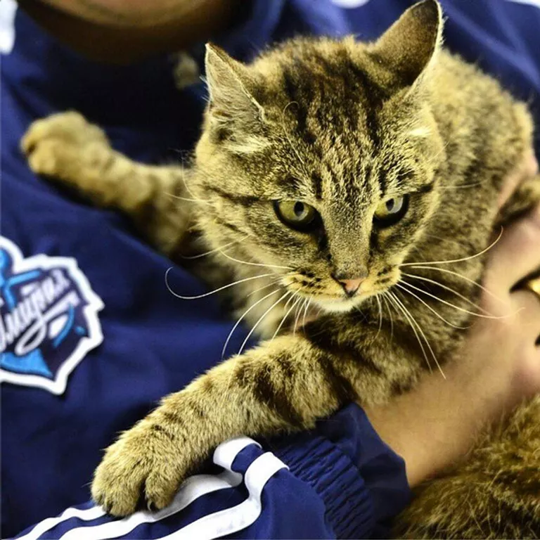 Кошка Матроска Кошка Матроска