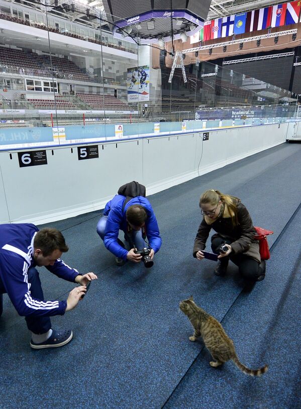 Фотографы снимают на камеры новый талисман хоккейного клуба Адмирал кошку Матроску