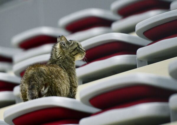 Новый талисман хоккейного клуба Адмирал кошка Матроскина (известная как кот-гурман из аэропорта Владивостока)