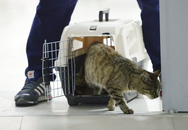 Новый талисман хоккейного клуба Адмирал кошка Матроскина (известная как кот-гурман из аэропорта Владивостока)