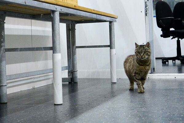 Новый талисман хоккейного клуба Адмирал кошка Матроска (известная как кот-гурман из аэропорта Владивостока)