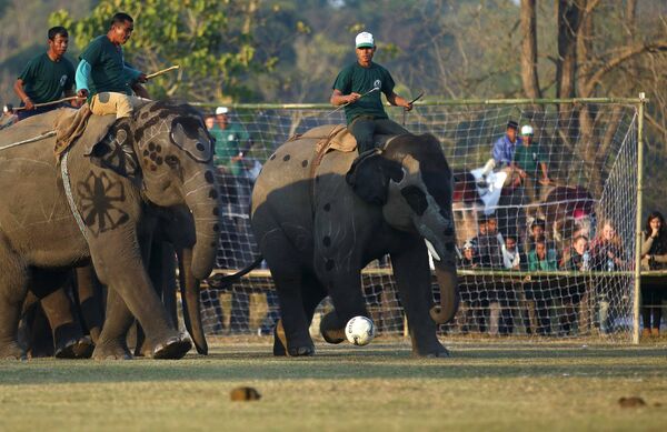 Футбольный матч во время Фестиваля слонов