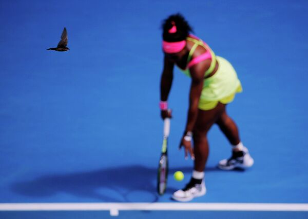 Птица пролетает перед подачей американской теннисистки Серены Уильямс в полуфинальном матче против Мэдисон Киз