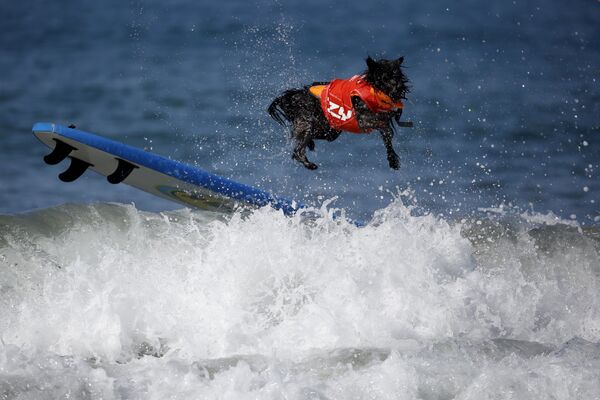 Собака на серфинге