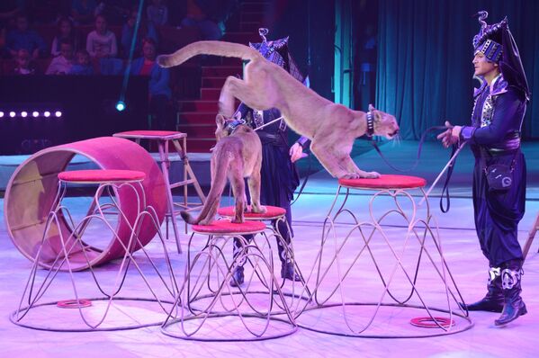 Дрессированные пумы выступают в цирковом шоу