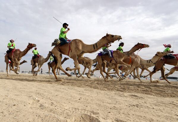 Всадники во время гонки на верблюдах