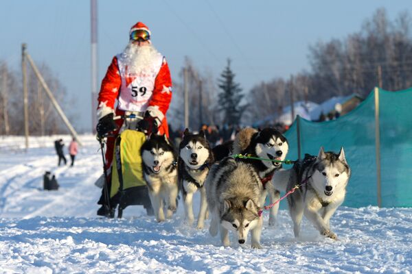 Участник заезда на трассе гонки на собачьих упряжках Рождественский заезд - 2016