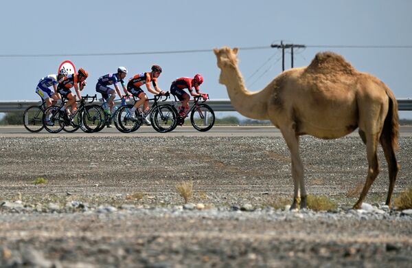 Велогонщики во время многодневки Тур Омана