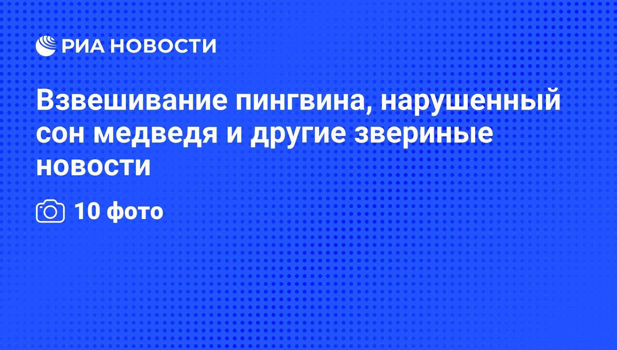 Взвешивание пингвина, нарушенный сон медведя и другие звериные новости -  РИА Новости, 06.06.2014