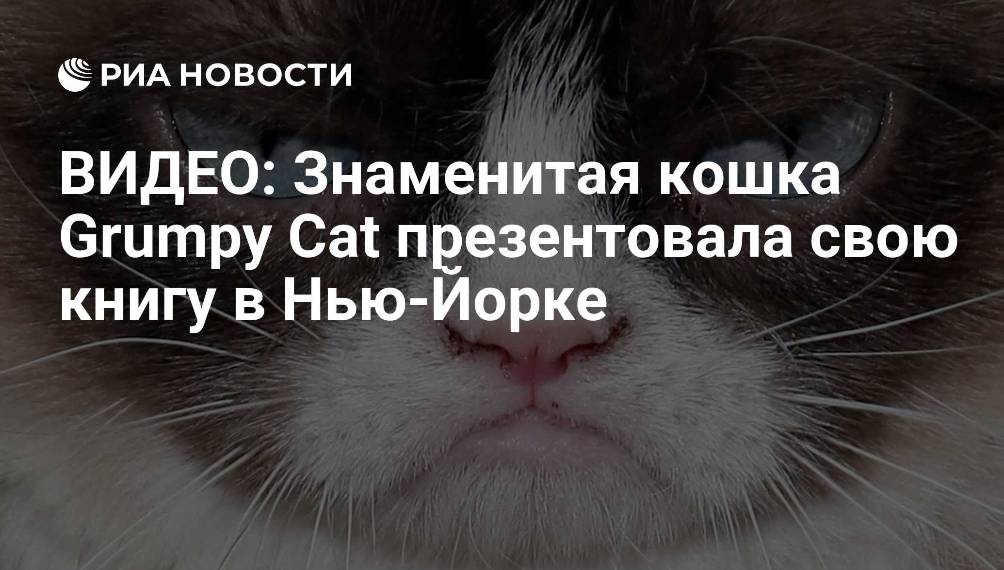 ВИДЕО: Знаменитая кошка Grumpy Cat презентовала свою книгу в Нью-Йорке -  РИА Новости, 09.08.2014