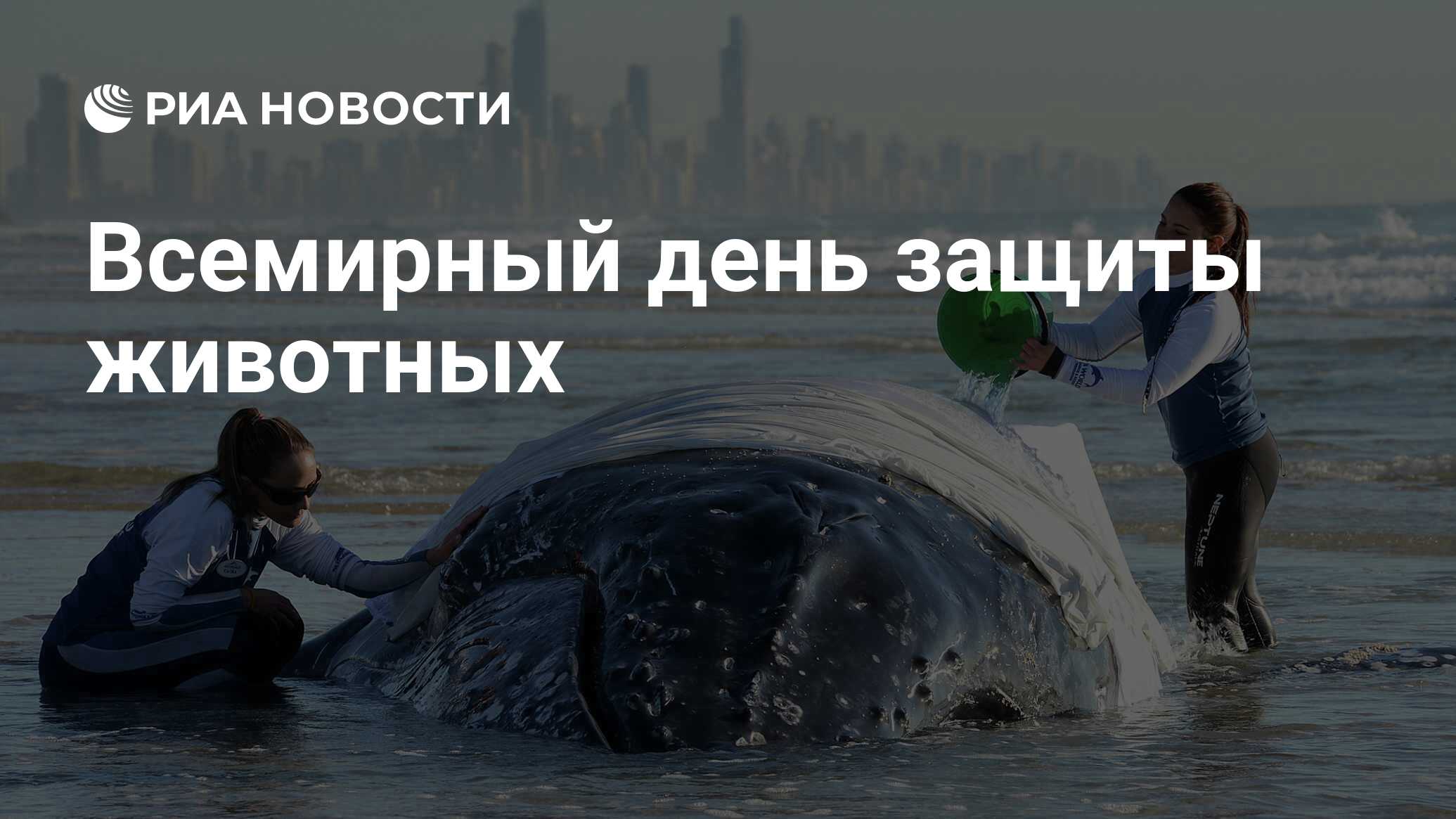 4 Октября День Защиты Животных Сочинение 4 Октября День Защиты Животных Сочинение