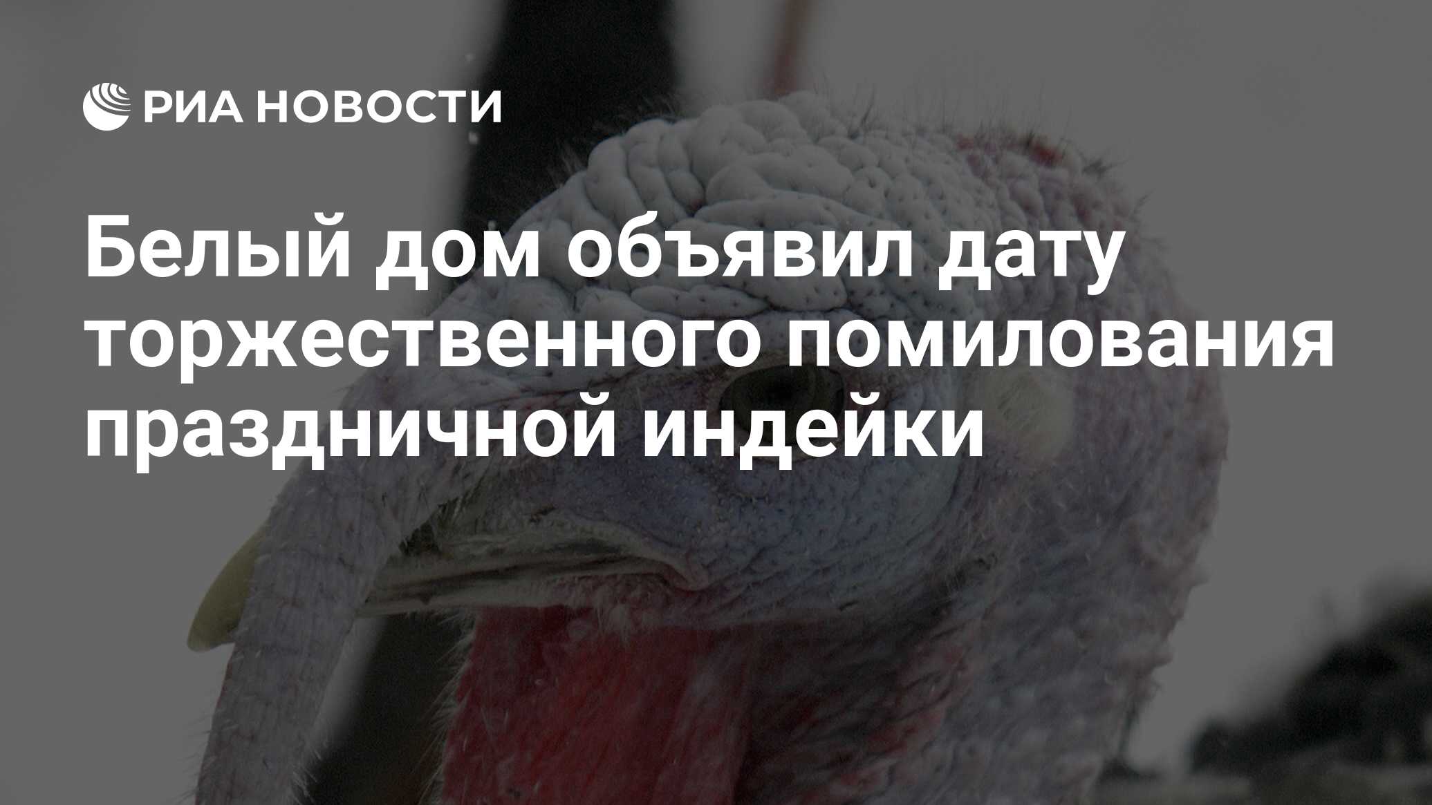 Белый дом объявил дату торжественного помилования праздничной индейки - РИА  Новости, 22.11.2014