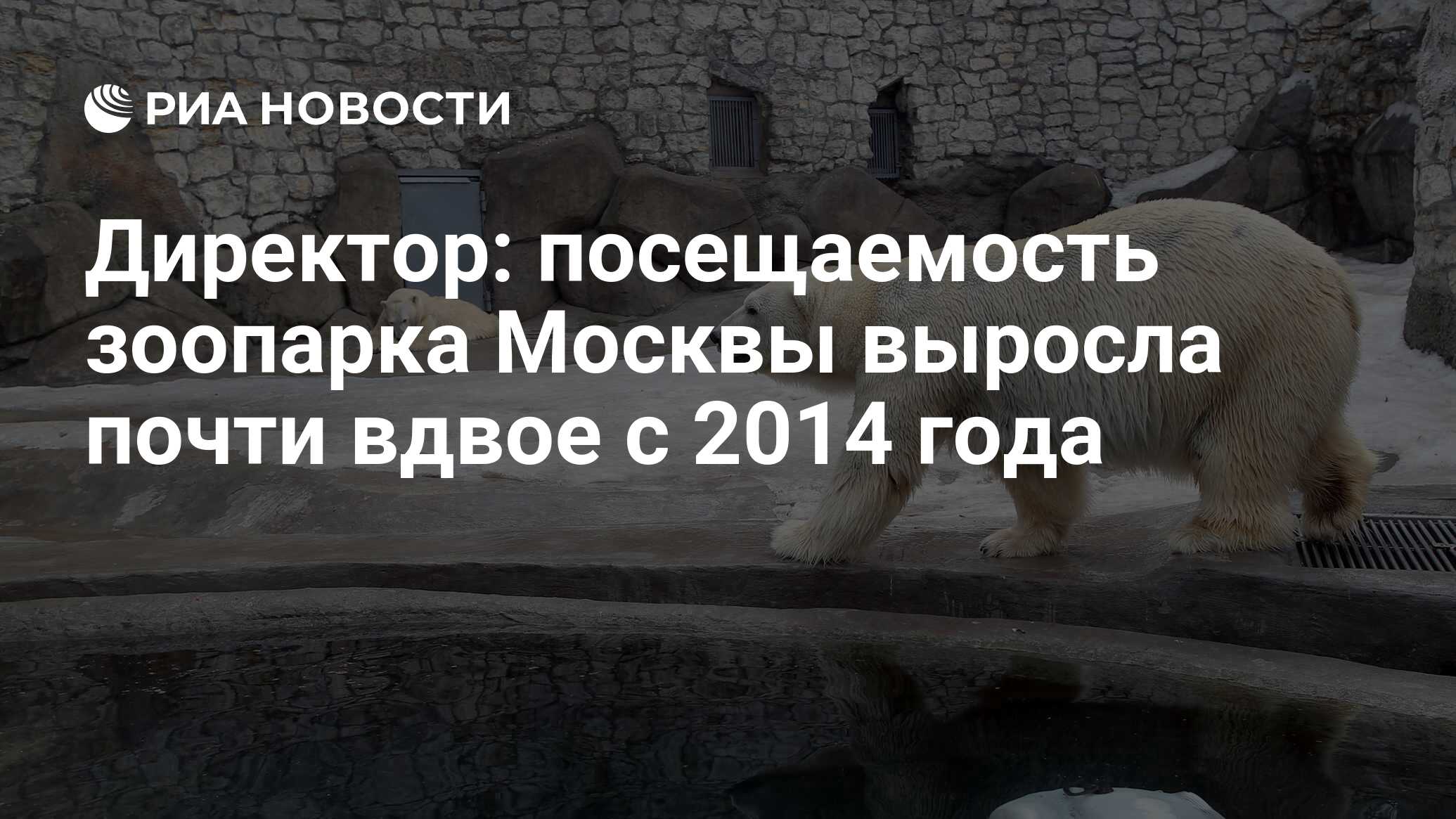 Посетив зоопарк он нам понравился. Зам директора московского зоопарка. московский зоопарк отдел кадров. плакат свободу узникам московского зоопарка. роснефть спонсируют белых медведей в красноярске.