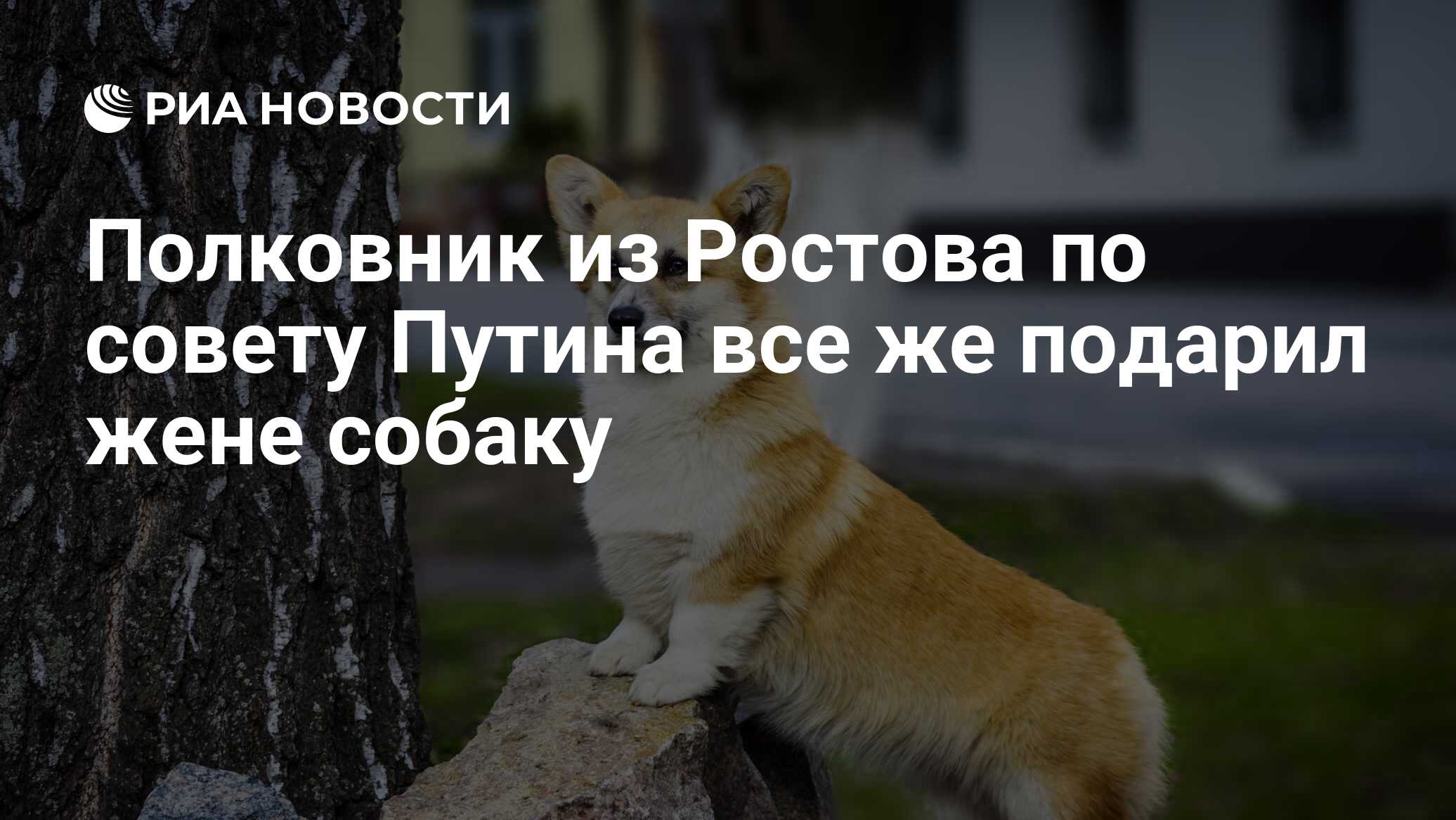 друг подарил собаку жена против. щенок в подарок. мне подарили собачку. подари жене собаку. подари мне собачку.