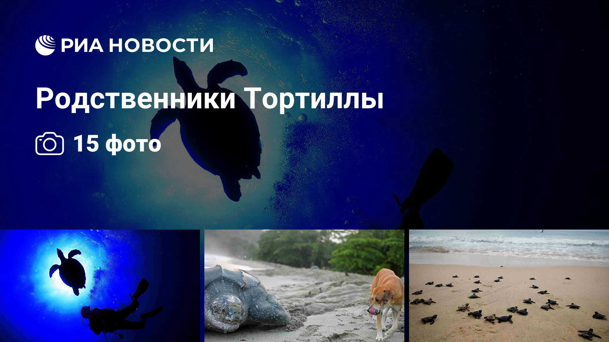 Родственники Тортиллы - РИА Новости, 23.05.2015