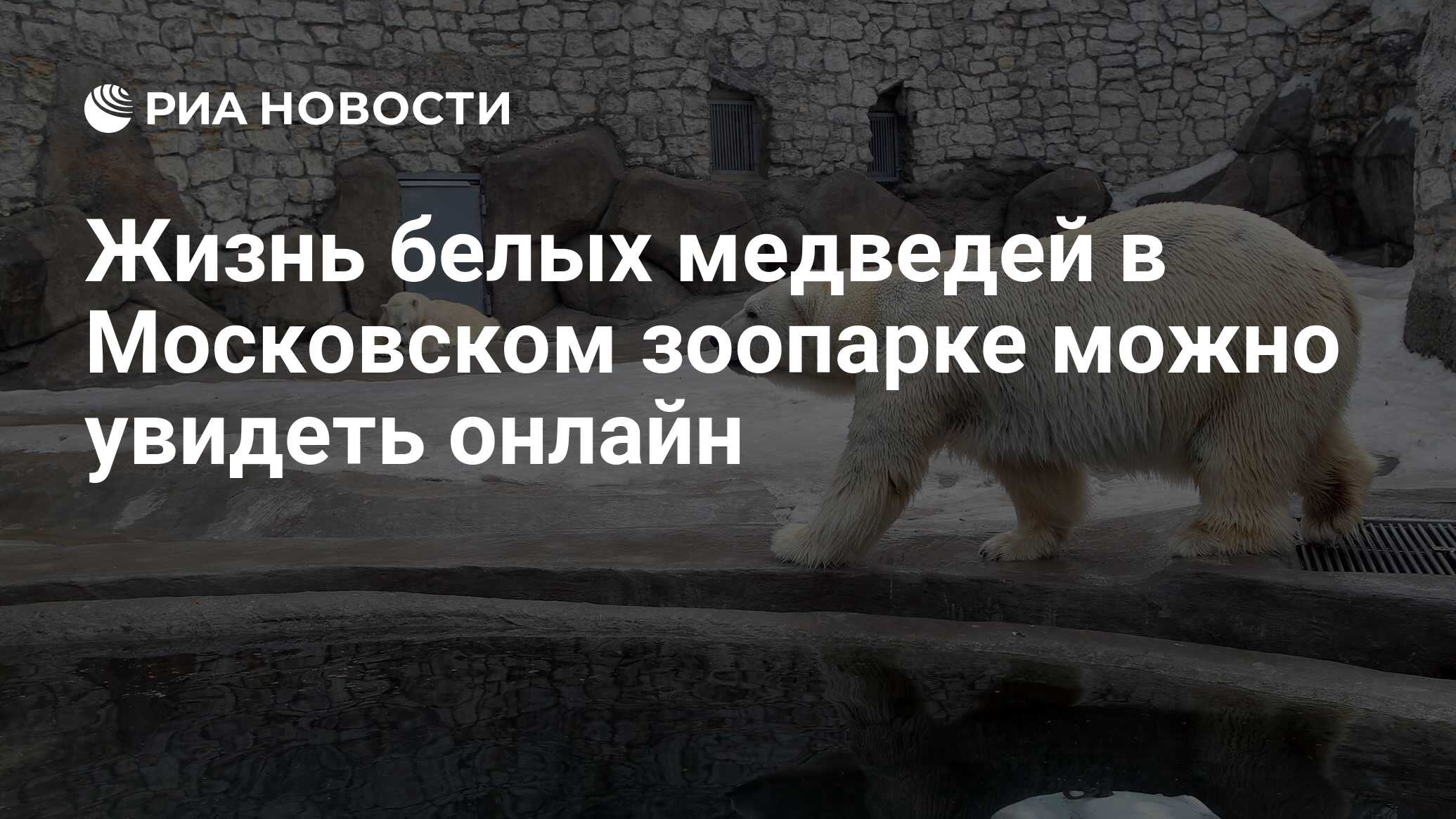 Жизнь белых медведей в Московском зоопарке можно увидеть онлайн - РИА  Новости, 02.03.2020