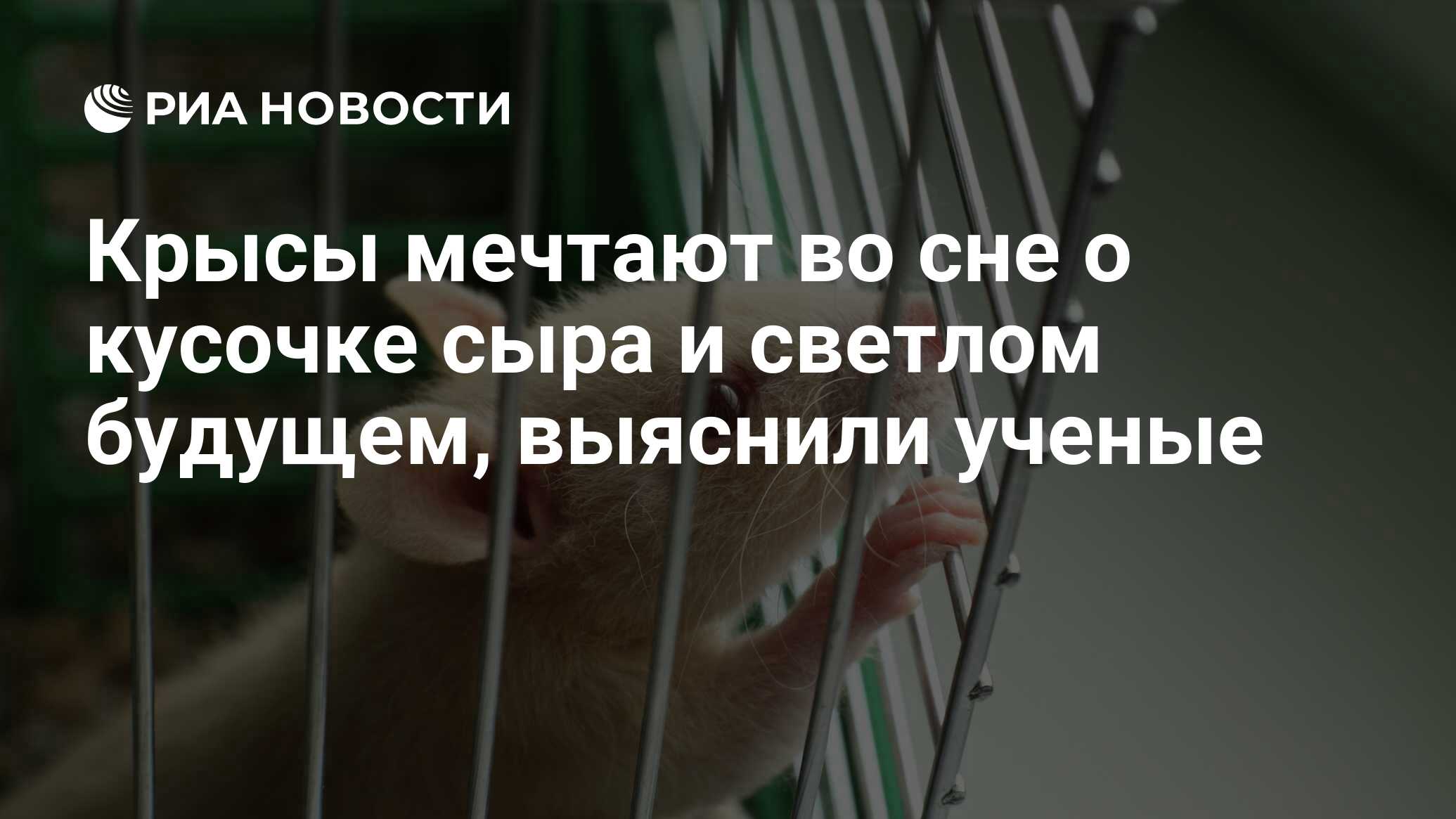 Крысы мечтают во сне о кусочке сыра и светлом будущем, выяснили ученые -  РИА Новости, 26.06.2015