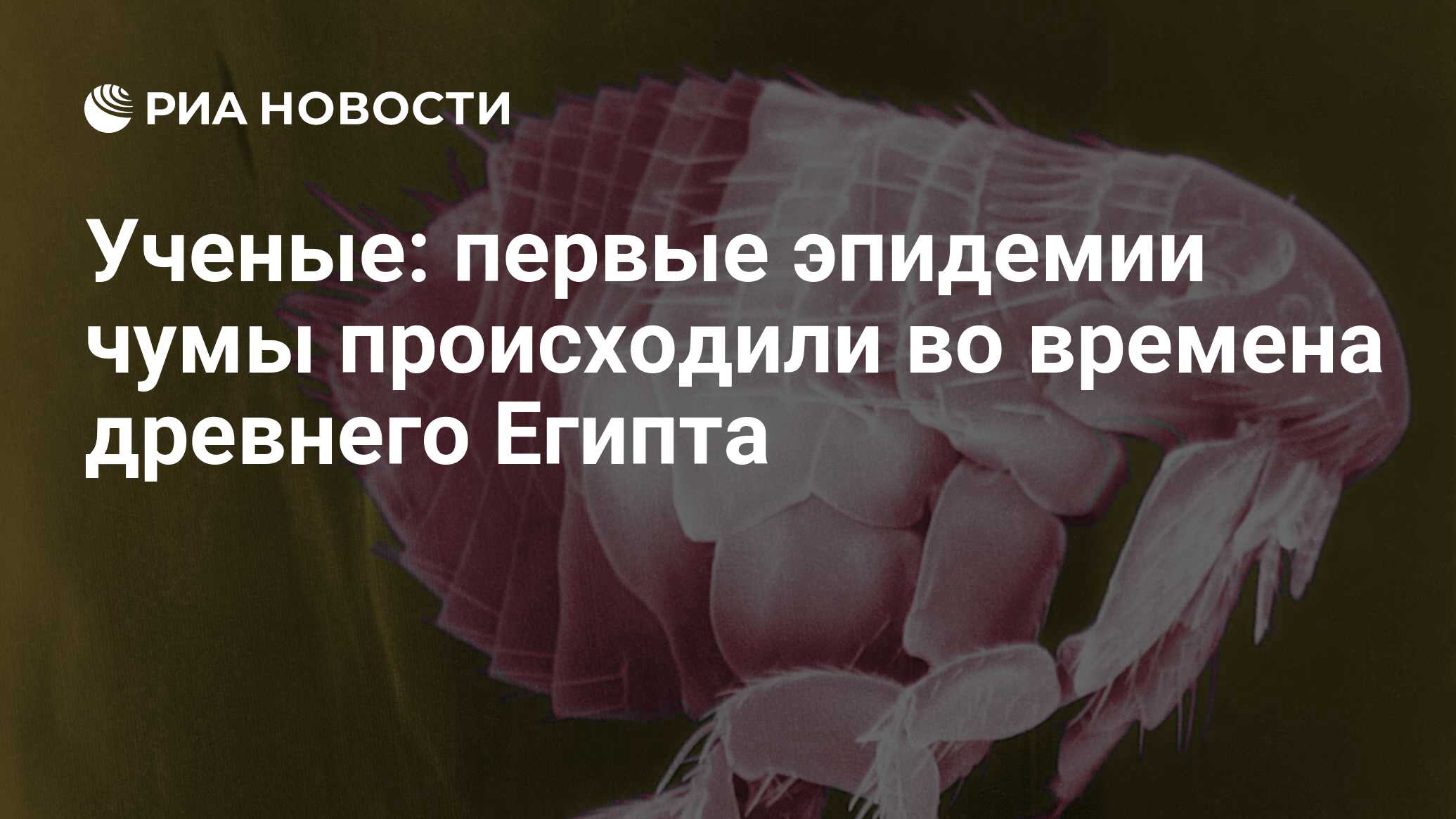 Ученые: первые эпидемии чумы происходили во времена древнего Египта - РИА  Новости, 02.03.2020