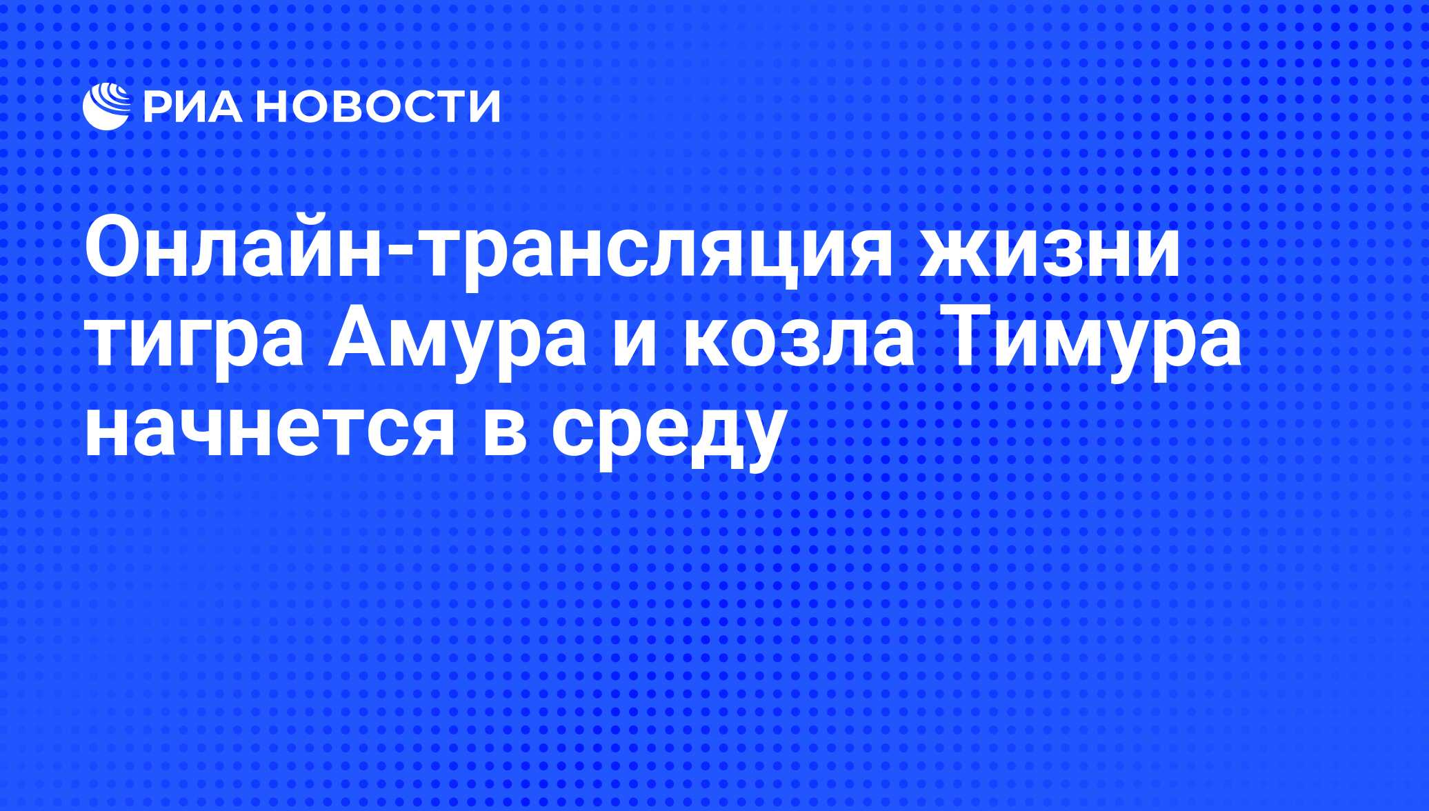 Онлайн-трансляция жизни тигра Амура и козла Тимура начнется в среду - РИА  Новости, 30.12.2015